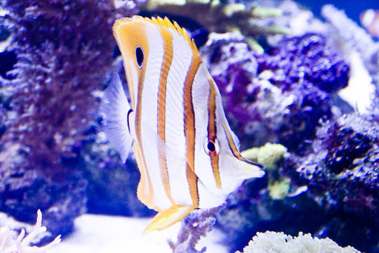 五顏六色的魚