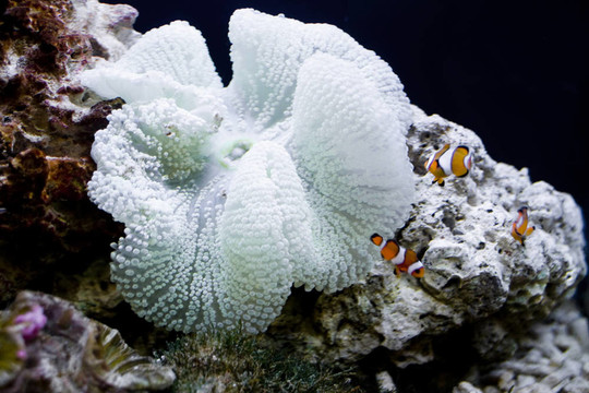 小丑魚