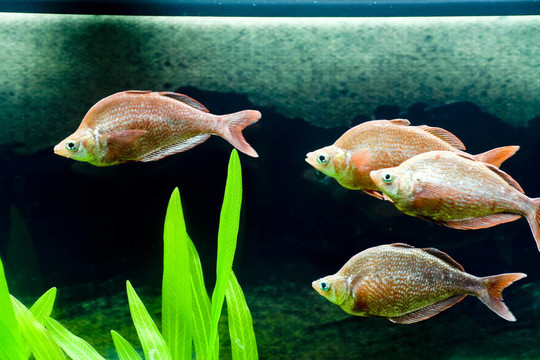 五顏六色的魚