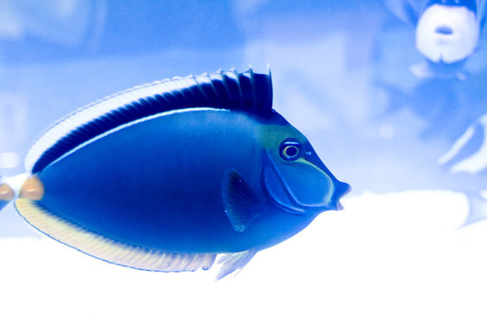 五顏六色的魚(yú)