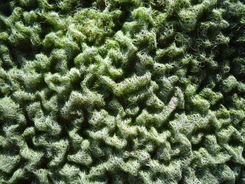 干燥綠藻（spirogrya）