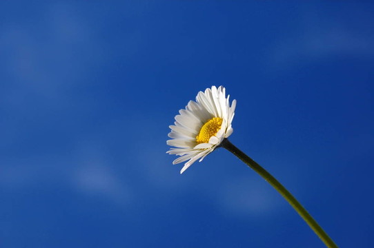藍天下的菊花