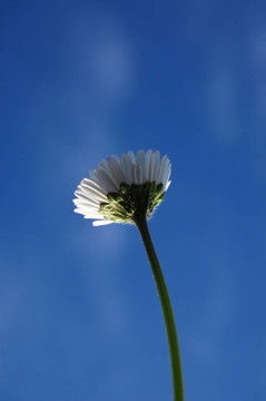 藍(lán)色天空下的菊花