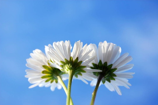 藍(lán)色天空下的菊花