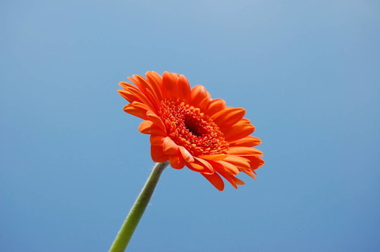 非洲菊雛菊