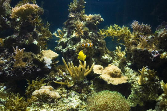 熱帶觀賞魚