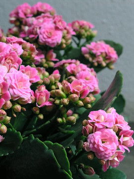 長壽花