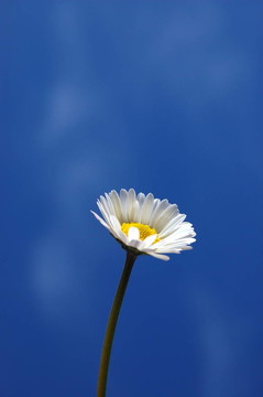 藍天下的菊花