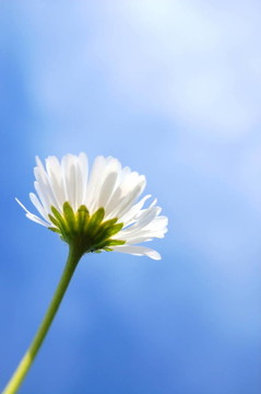 藍(lán)色天空下的菊花