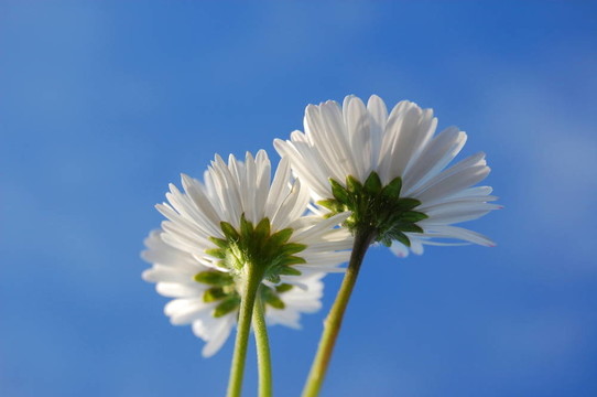 藍(lán)色天空下的菊花