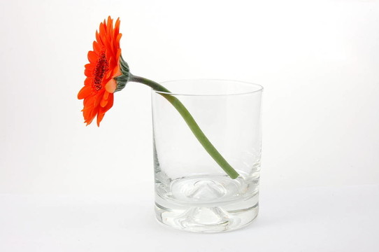 白色孤立花
