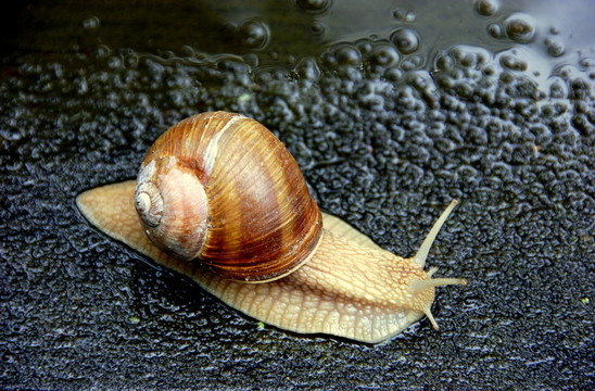 蝸牛
