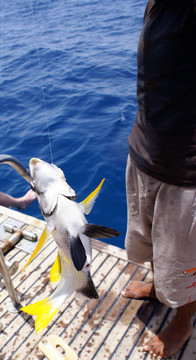 魚2