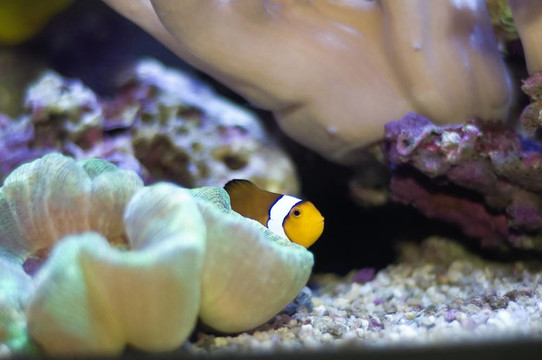 小丑魚