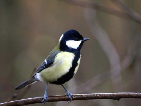 Great Tit（Parus major）