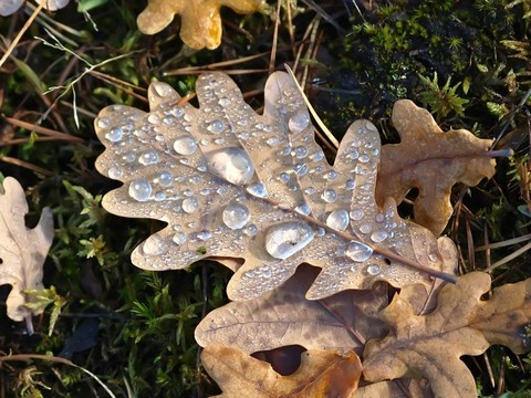 水滴