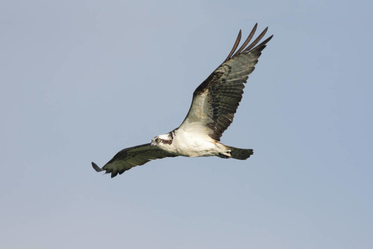 鶚（Pandion haliaetus）