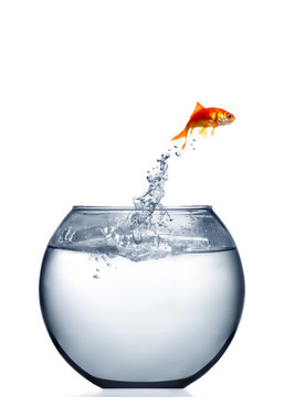 金魚跳出來的T