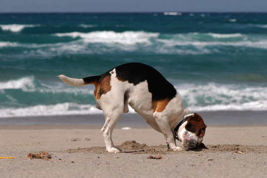 比格犬聽著大海