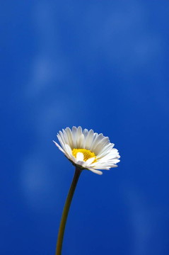 藍(lán)天下的菊花