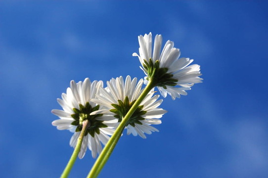 藍(lán)色天空下的菊花