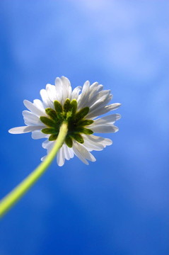 藍(lán)色天空下的菊花