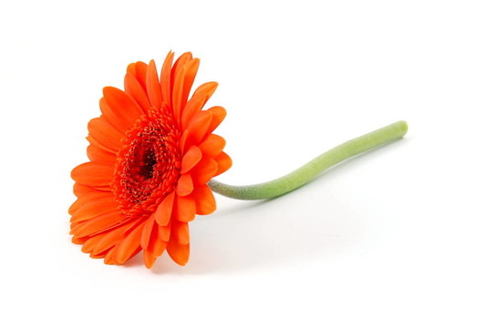 白色孤立花