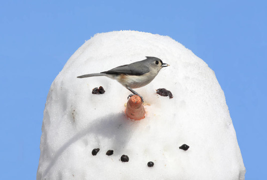 雪人上的鳥