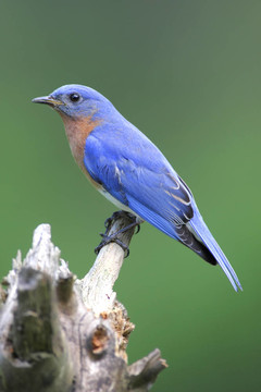 雄性東方知更鳥（Sialia sialis）
