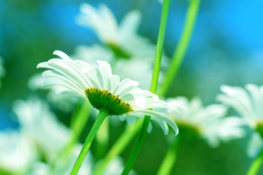 甘菊