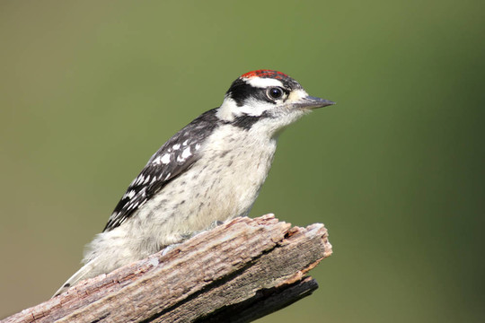Male Downy Woodpecker（Picoides毛竹）