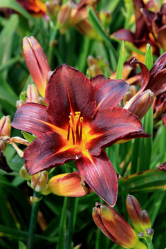 Hemerocallis（精力充沛的傳說）
