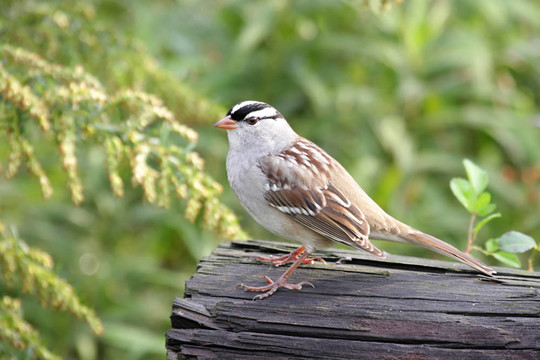 白頭Sparrow