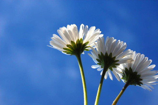 藍(lán)色天空下的菊花