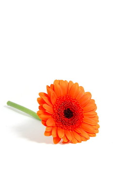 白色孤立花