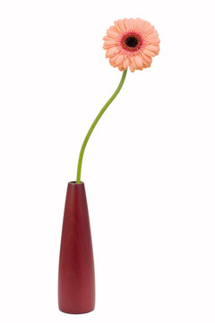 橙色非洲菊白