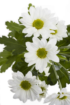 白菊花的細(xì)節(jié)