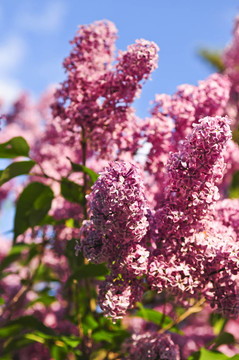 丁香花
