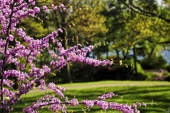 春天公園里盛開的櫻花樹