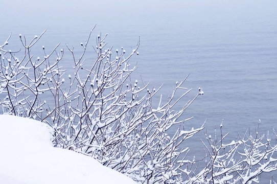 樹上的積雪
