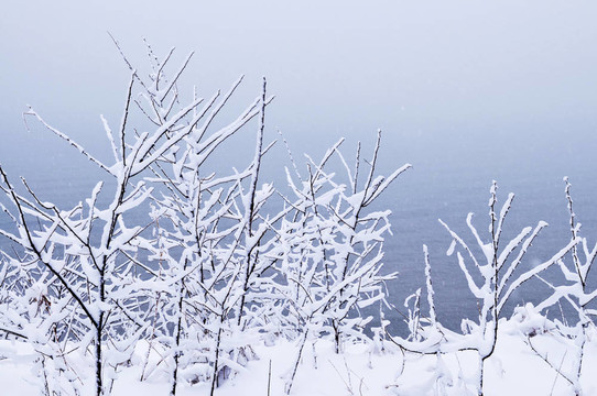 樹上的積雪