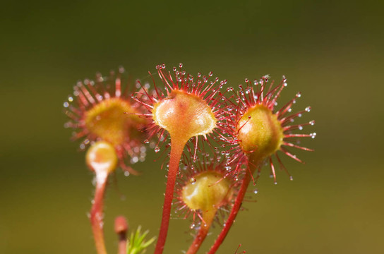 花茅膏菜
