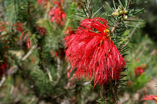 一個Sided Bottlebrush