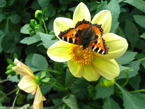 butterflly