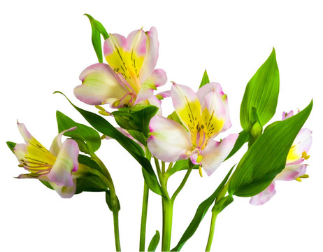 束lillys