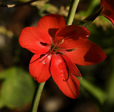 紅色天竺葵范杜森花園溫哥華