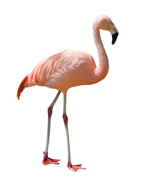 孤立的火烈鳥