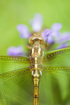 Dragonfly Wings的細(xì)節(jié)