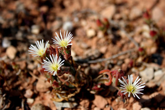 slenderleaf iceplant