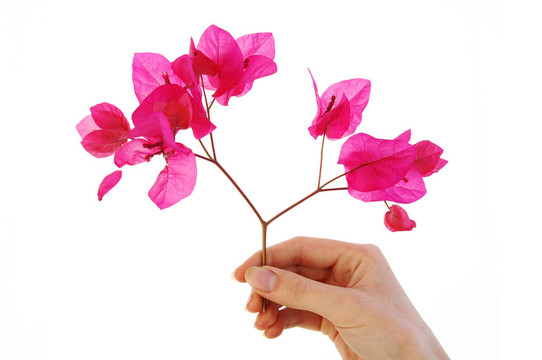 花的手指